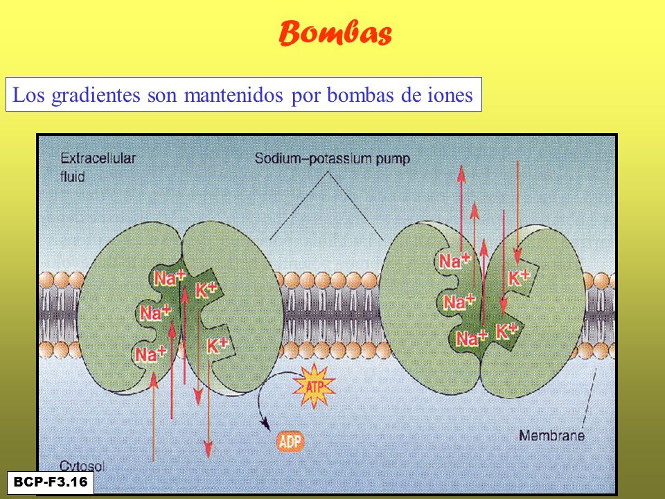 Bombas Los gradientes son mantenidos por bombas de iones BCP-F3.16