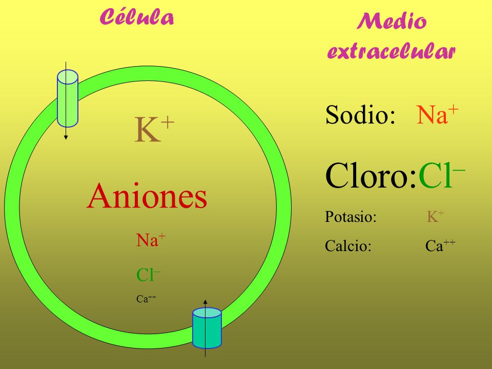 K+ Cloro:Cl– Aniones Sodio: Na+ Célula Medio extracelular Na+ Cl–