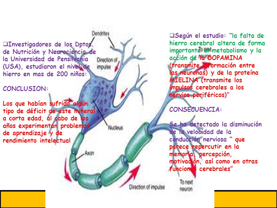 Según el estudio: la falta de hierro cerebral altera de forma importante el metabolismo y la acción de la DOPAMINA (transmite información entre las neuronas) y de la proteína MIELINA (transmite los impulsos cerebrales a los nervios periféricos)
