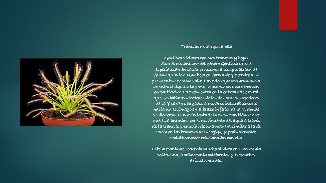 Trampas de langosta-olla Genlisea violacea con sus trampas y hojas