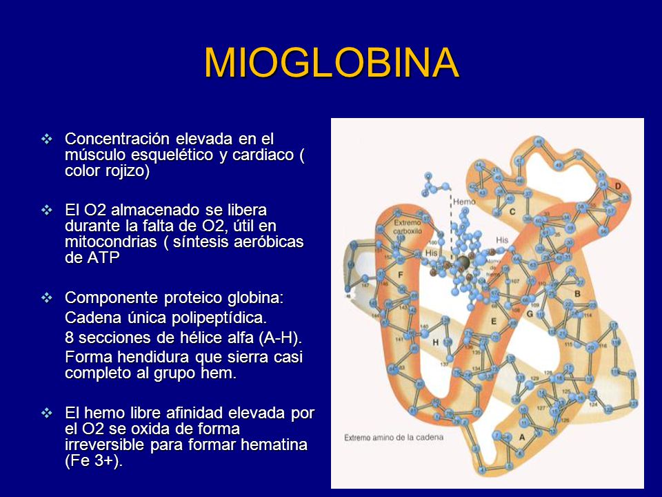 MIOGLOBINA Concentración elevada en el músculo esquelético y cardiaco ( color rojizo)