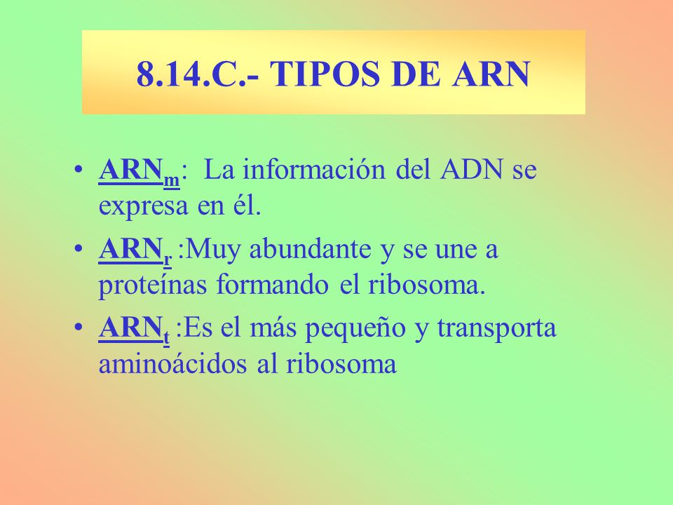 8.14.C.- TIPOS DE ARN ARNm: La información del ADN se expresa en él.