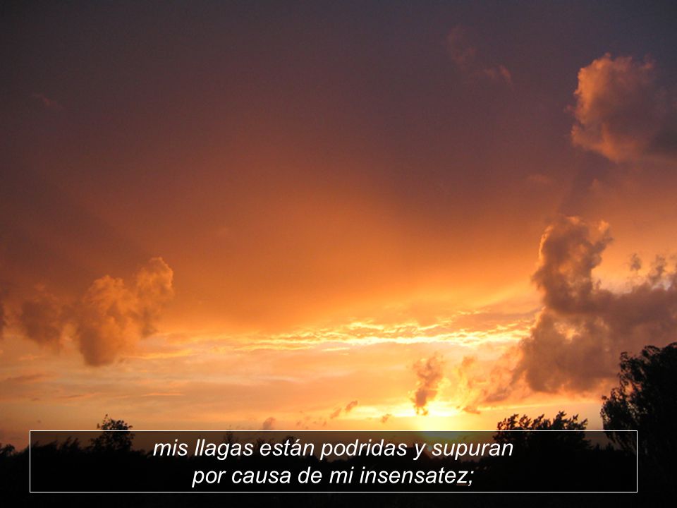 mis llagas están podridas y supuran por causa de mi insensatez;