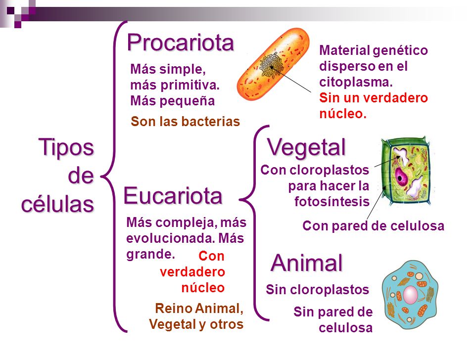 Tipos de células Procariota Eucariota Animal Vegetal