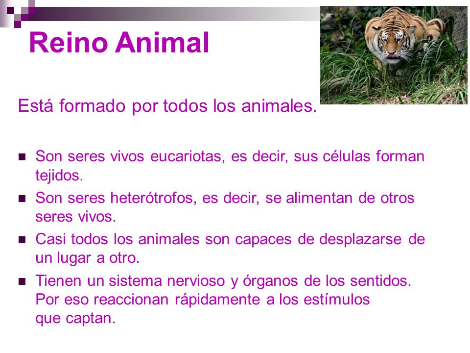 Reino Animal Está formado por todos los animales.