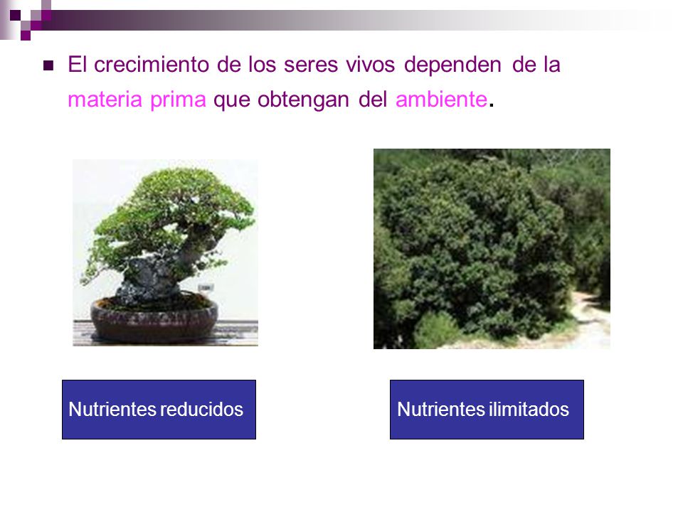 El crecimiento de los seres vivos dependen de la materia prima que obtengan del ambiente.