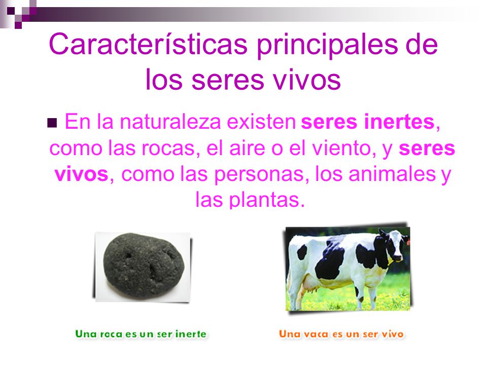 Los seres vivos y sus características - ppt video online descargar