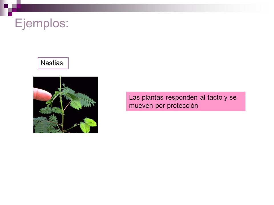 Ejemplos: Nastias Las plantas responden al tacto y se mueven por protección