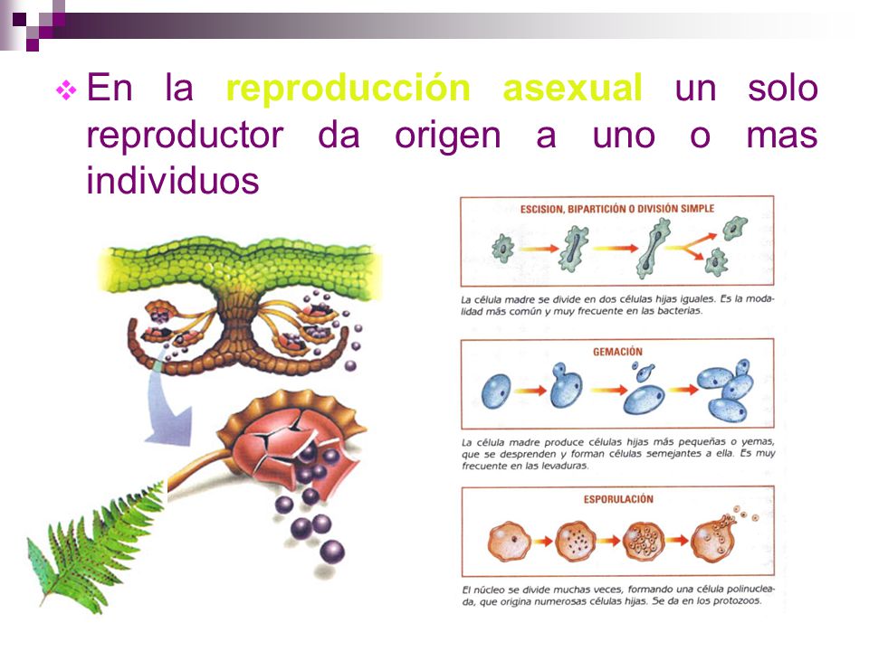 En la reproducción asexual un solo reproductor da origen a uno o mas individuos