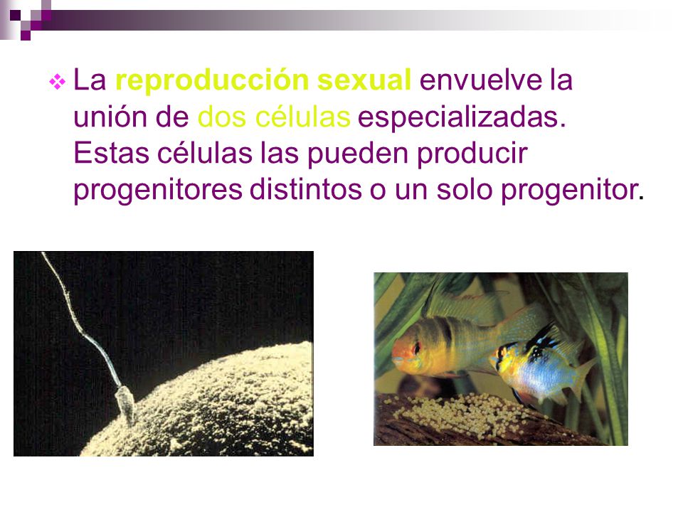 La reproducción sexual envuelve la unión de dos células especializadas