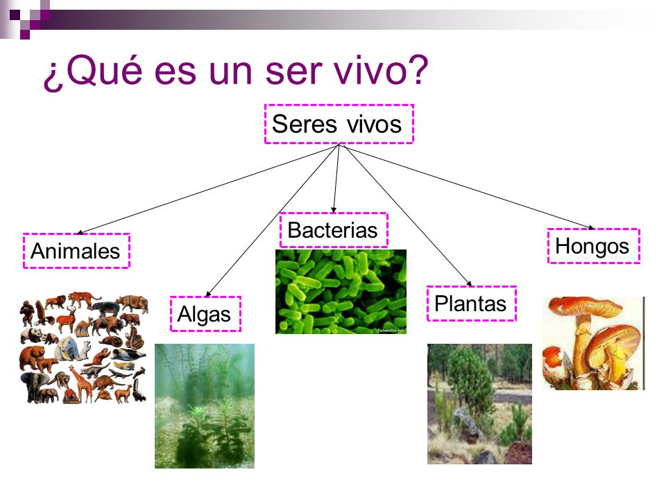 ¿Qué es un ser vivo Seres vivos Bacterias Hongos Animales Plantas