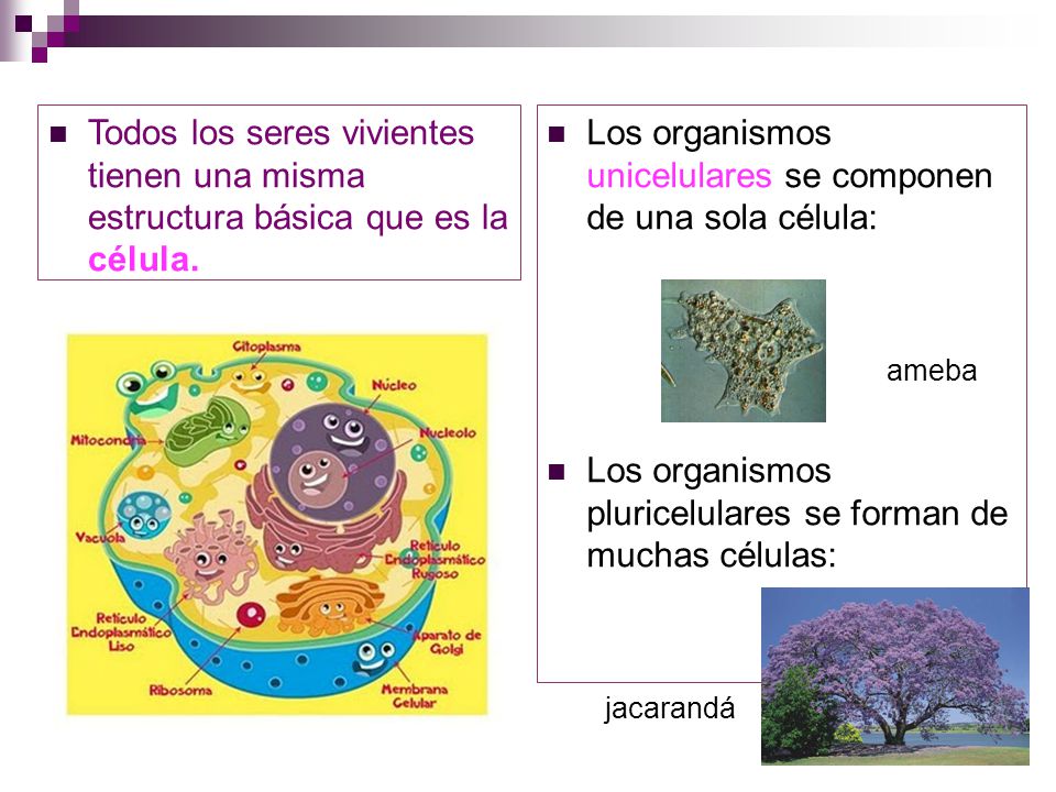 Los organismos unicelulares se componen de una sola célula: