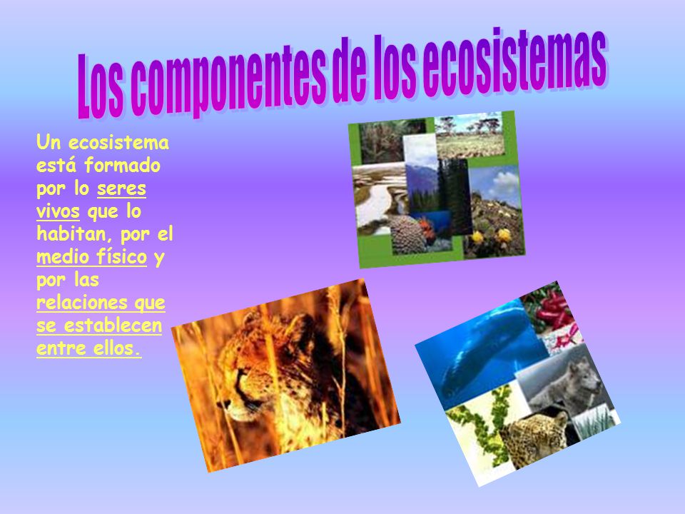 Los componentes de los ecosistemas