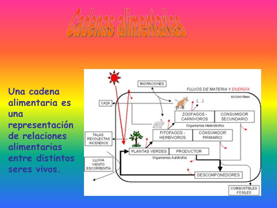 Cadenas alimentarias Una cadena alimentaria es una representación de relaciones alimentarias entre distintos seres vivos.