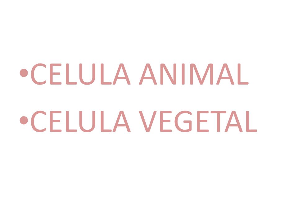CELULA ANIMAL CELULA VEGETAL