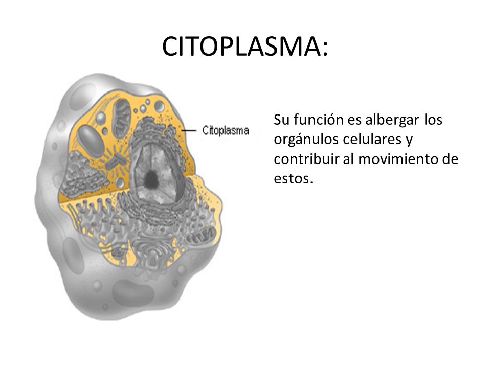 CITOPLASMA: Su función es albergar los orgánulos celulares y contribuir al movimiento de estos.