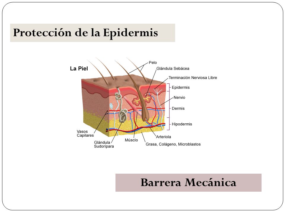 Protección de la Epidermis