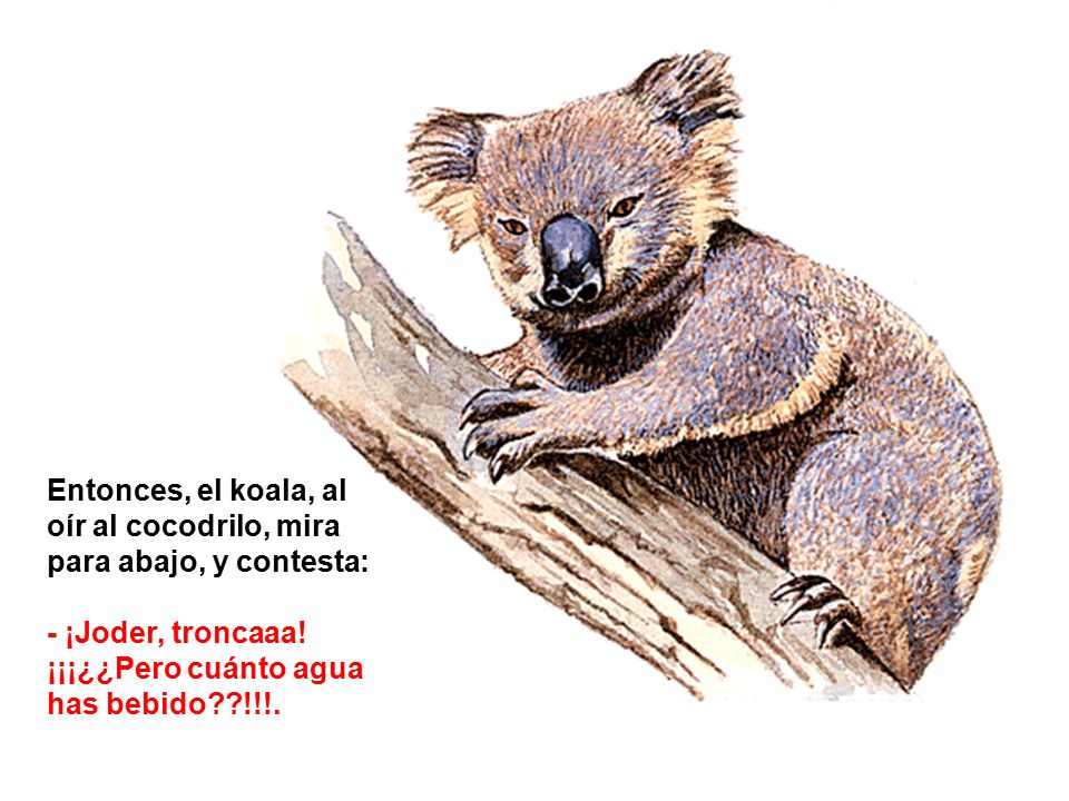 Entonces, el koala, al oír al cocodrilo, mira para abajo, y contesta: