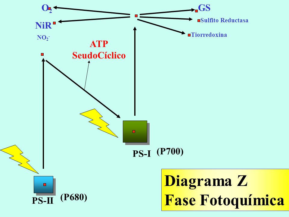 Diagrama Z Fase Fotoquímica O2 GS NiR ATP SeudoCíclico (P700) PS-I