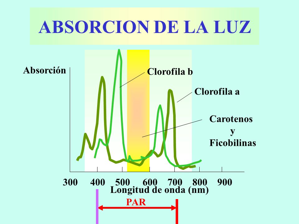 ABSORCION DE LA LUZ Absorción Clorofila b Clorofila a Carotenos y