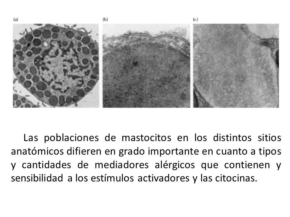 Las poblaciones de mastocitos en los distintos sitios anatómicos difieren en grado importante en cuanto a tipos y cantidades de mediadores alérgicos que contienen y sensibilidad a los estímulos activadores y las citocinas.