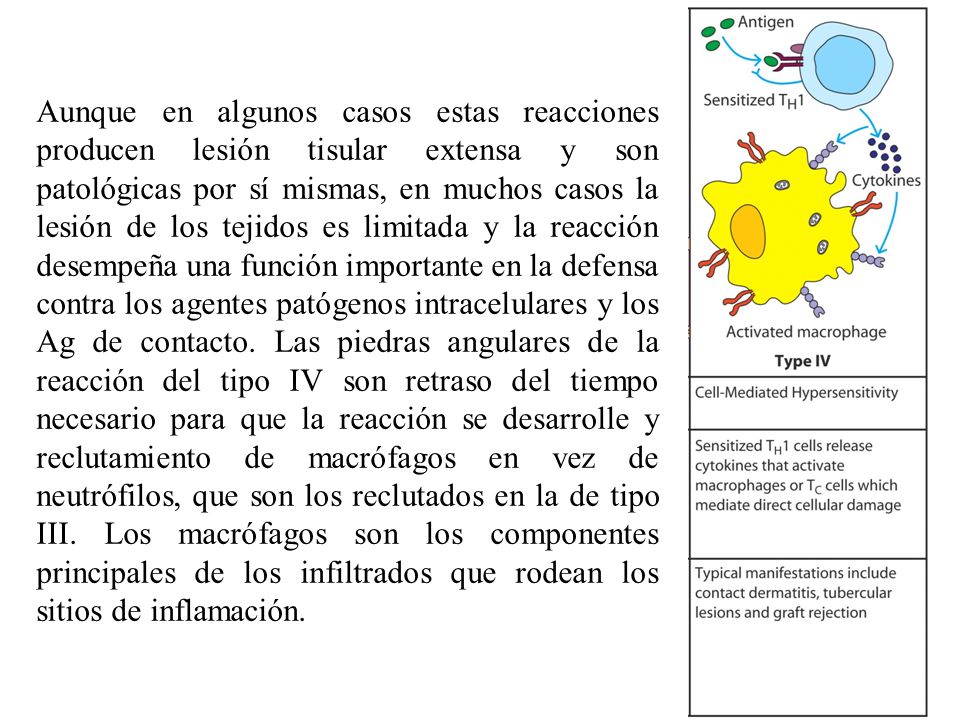 Aunque en algunos casos estas reacciones producen lesión tisular extensa y son patológicas por sí mismas, en muchos casos la lesión de los tejidos es limitada y la reacción desempeña una función importante en la defensa contra los agentes patógenos intracelulares y los Ag de contacto.