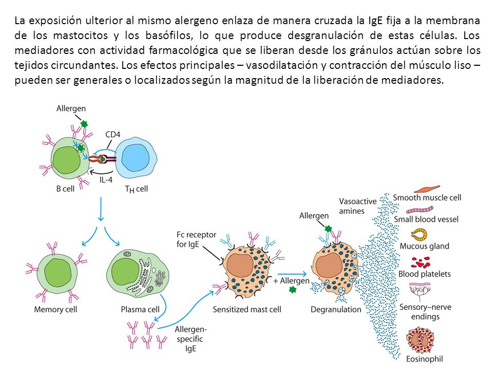 La exposición ulterior al mismo alergeno enlaza de manera cruzada la IgE fija a la membrana de los mastocitos y los basófilos, lo que produce desgranulación de estas células.