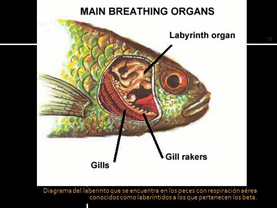 Diagrama del laberinto que se encuentra en los peces con respiración aérea conocidos como laberíntidos a los que pertenecen los beta.