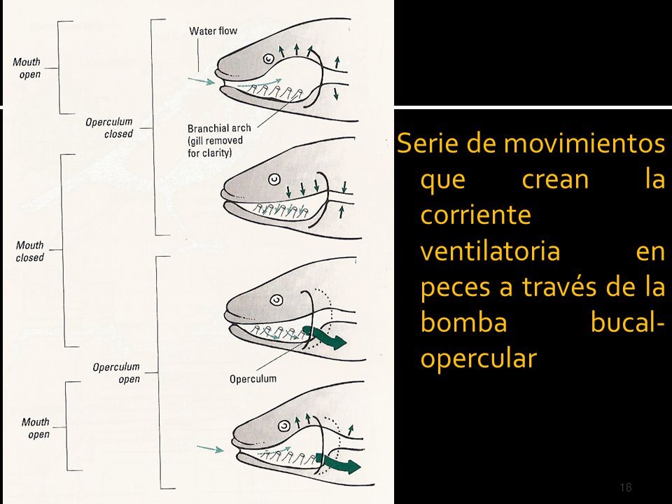 Serie de movimientos que crean la corriente ventilatoria en peces a través de la bomba bucal-opercular