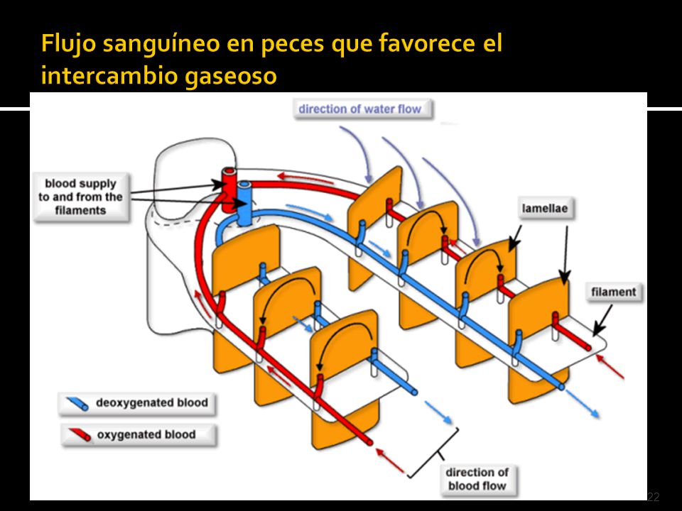 Flujo sanguíneo en peces que favorece el intercambio gaseoso