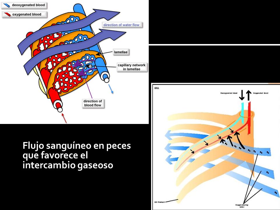 Flujo sanguíneo en peces que favorece el intercambio gaseoso