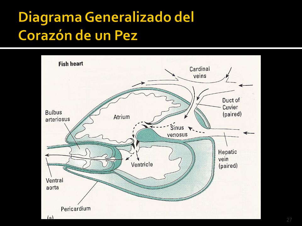 Diagrama Generalizado del Corazón de un Pez