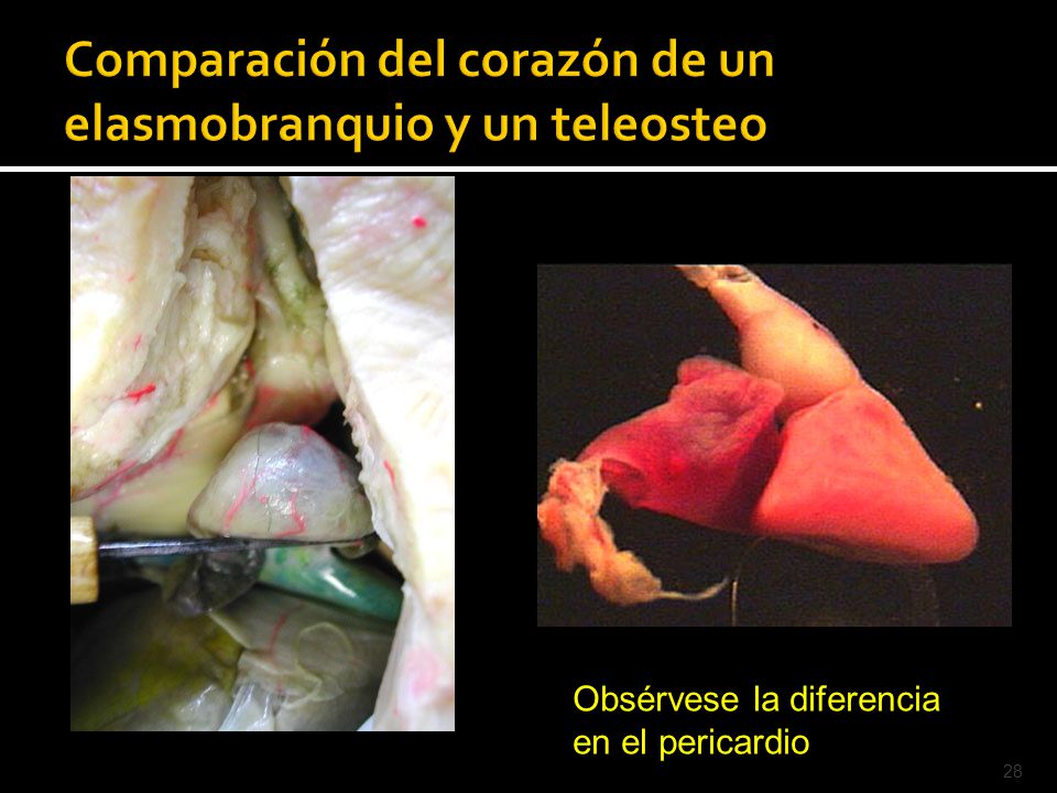 Comparación del corazón de un elasmobranquio y un teleosteo