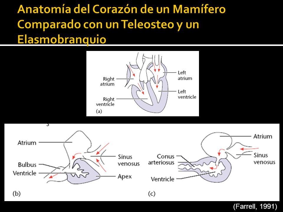 Anatomía del Corazón de un Mamífero Comparado con un Teleosteo y un Elasmobranquio