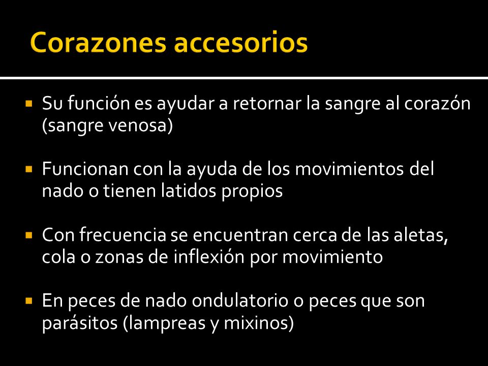 Corazones accesorios Su función es ayudar a retornar la sangre al corazón (sangre venosa)