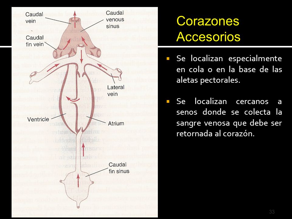Corazones Accesorios Se localizan especialmente en cola o en la base de las aletas pectorales.