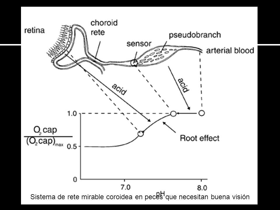Sistema de rete mirable coroidea en peces que necesitan buena visión