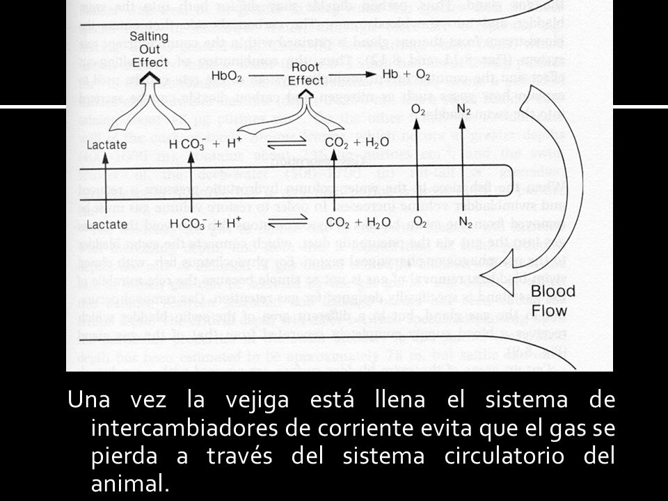 Una vez la vejiga está llena el sistema de intercambiadores de corriente evita que el gas se pierda a través del sistema circulatorio del animal.