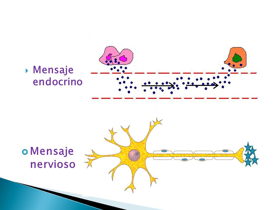 Mensaje nervioso Mensaje endocrino