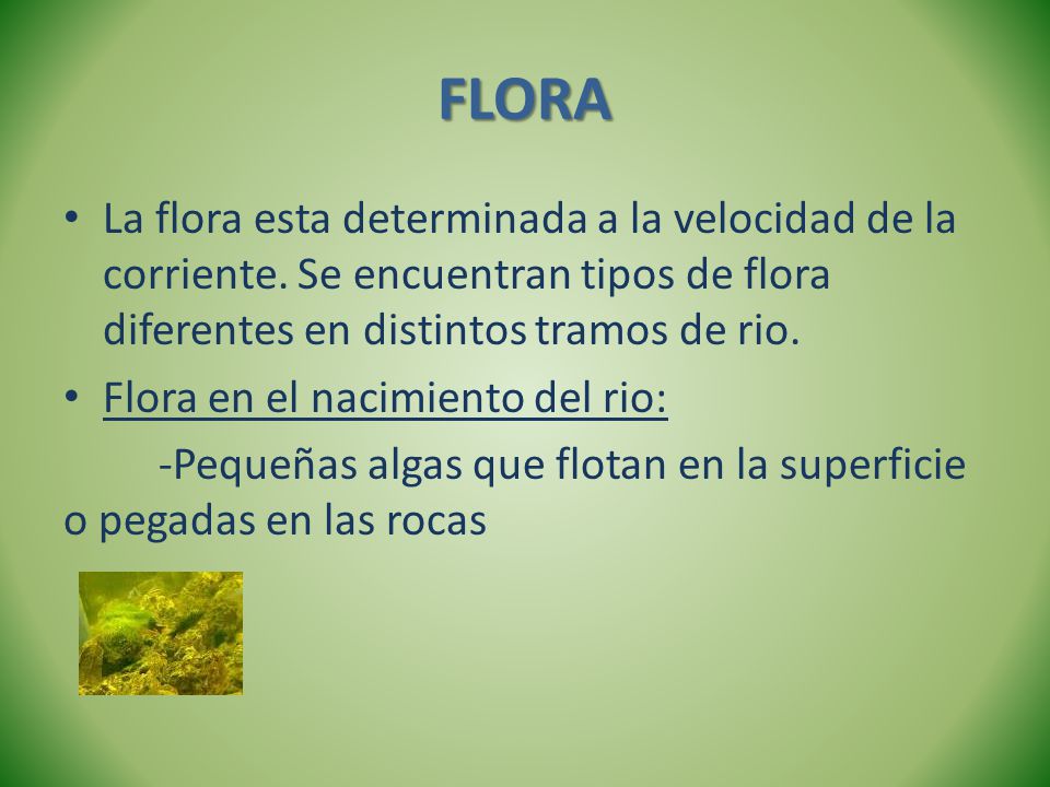 FLORA La flora esta determinada a la velocidad de la corriente. Se encuentran tipos de flora diferentes en distintos tramos de rio.