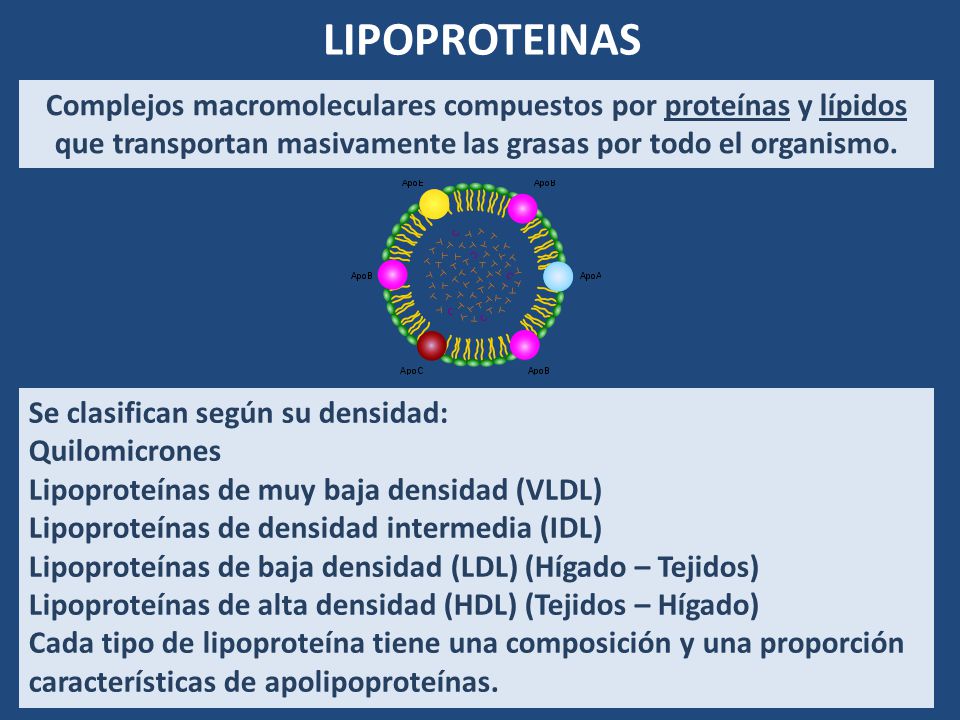 LIPOPROTEINAS Complejos macromoleculares compuestos por proteínas y lípidos que transportan masivamente las grasas por todo el organismo.