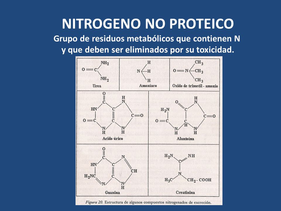 NITROGENO NO PROTEICO Grupo de residuos metabólicos que contienen N