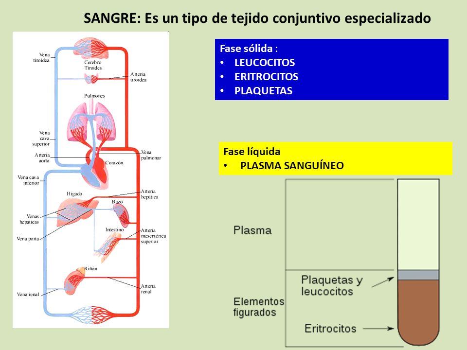 SANGRE: Es un tipo de tejido conjuntivo especializado