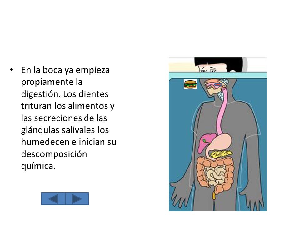 En la boca ya empieza propiamente la digestión