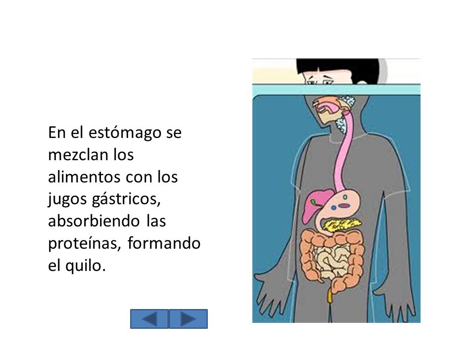 En el estómago se mezclan los alimentos con los jugos gástricos, absorbiendo las proteínas, formando el quilo.