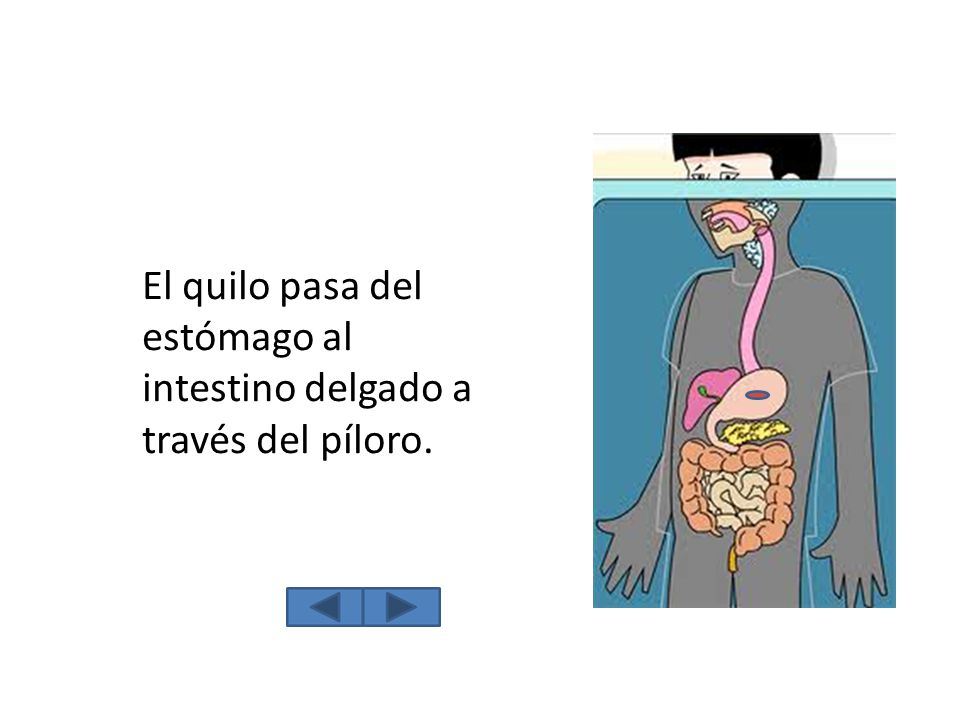 El quilo pasa del estómago al intestino delgado a través del píloro.