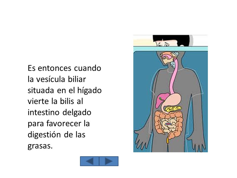 Es entonces cuando la vesícula biliar situada en el hígado vierte la bilis al intestino delgado para favorecer la digestión de las grasas.