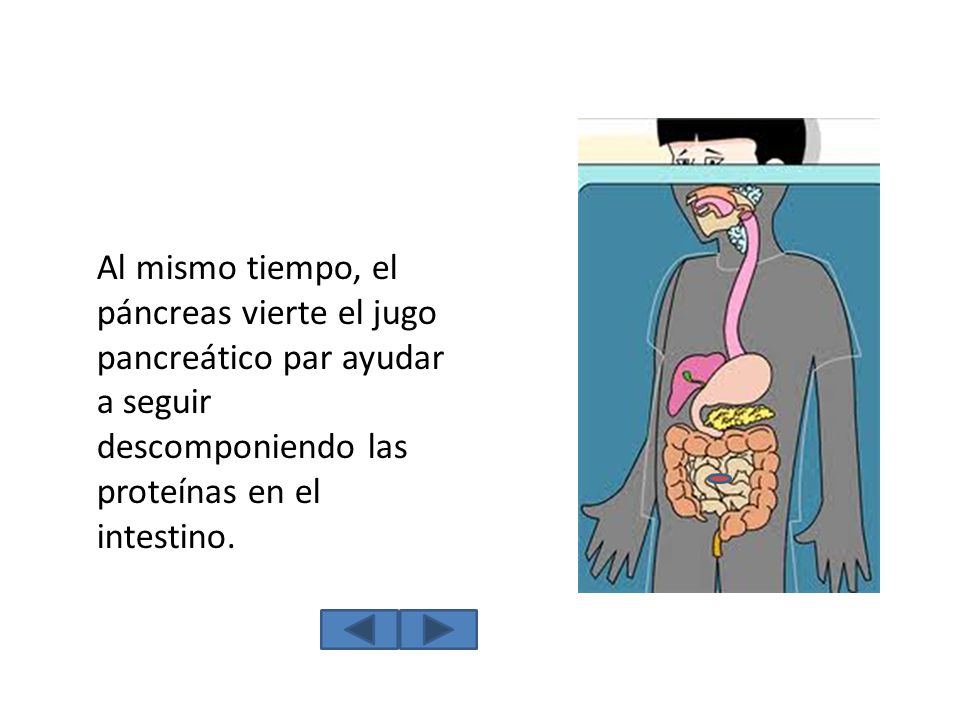 Al mismo tiempo, el páncreas vierte el jugo pancreático par ayudar a seguir descomponiendo las proteínas en el intestino.