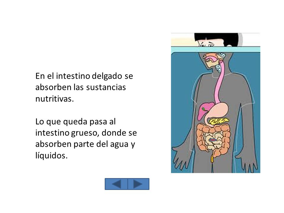 En el intestino delgado se absorben las sustancias nutritivas.
