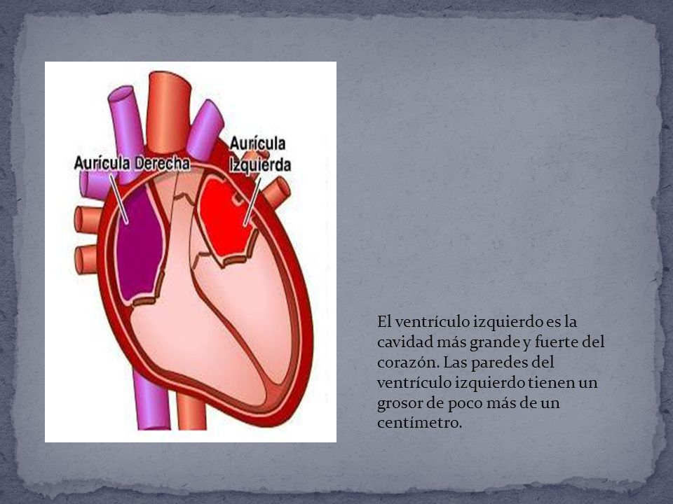 El ventrículo izquierdo es la cavidad más grande y fuerte del corazón
